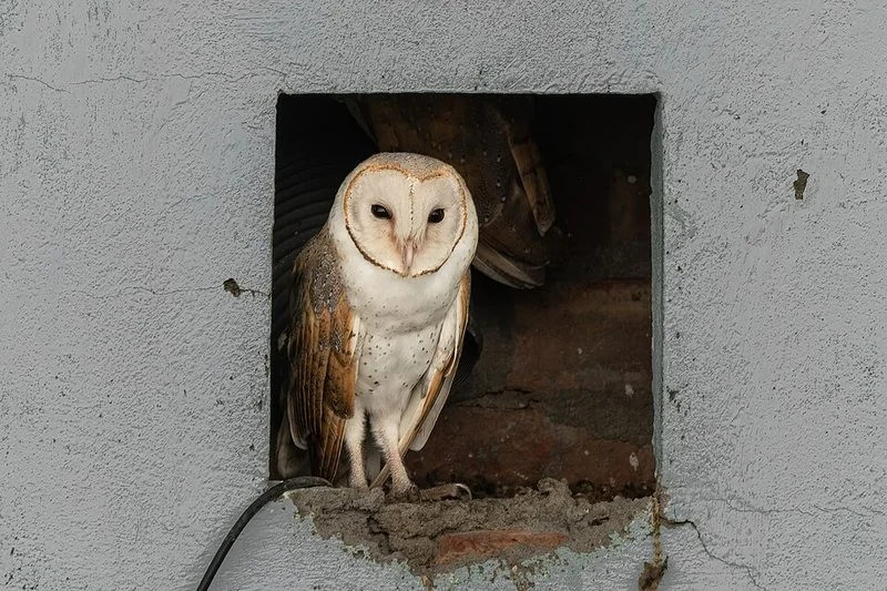 Lechuza común asomada desde un nido artificial en pared, depredador nocturno de roedores