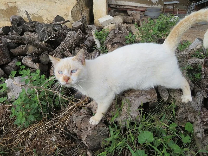que animal ahuyenta a las ratas, Gato doméstico de pelaje claro acechando entre leña y vegetación en patio rural