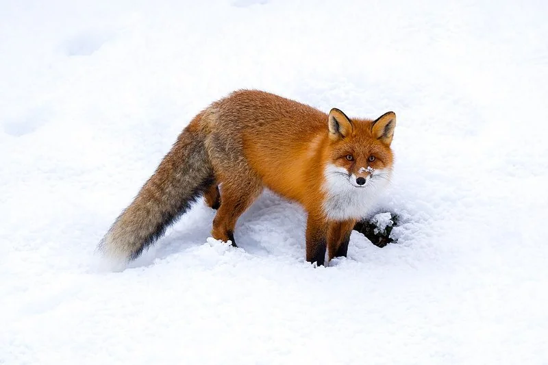 que animal arranca la cabeza a las gallinas, Zorro rojo en la nieve, depredador nocturno de los gallineros