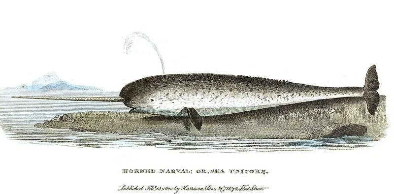 que animal artico es el unicornio de mar, Grabado histórico del narval cornudo o unicornio marino, siglo XIX