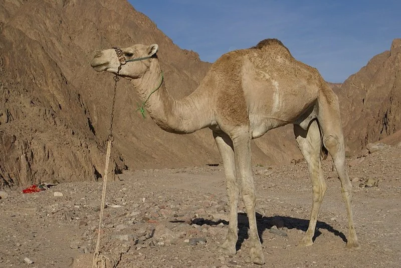 que animal bebe mas agua, Dromedario en un cañón desértico, el animal que bebe hasta 200 litros de una sola vez