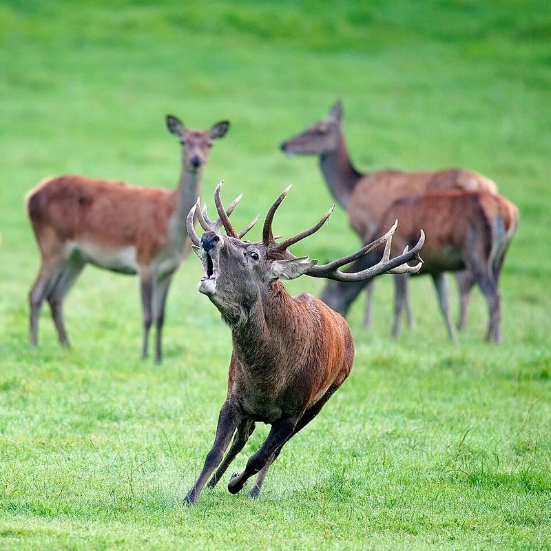 que animal brama, Macho de ciervo colorado berreando ante las hembras en un prado verde