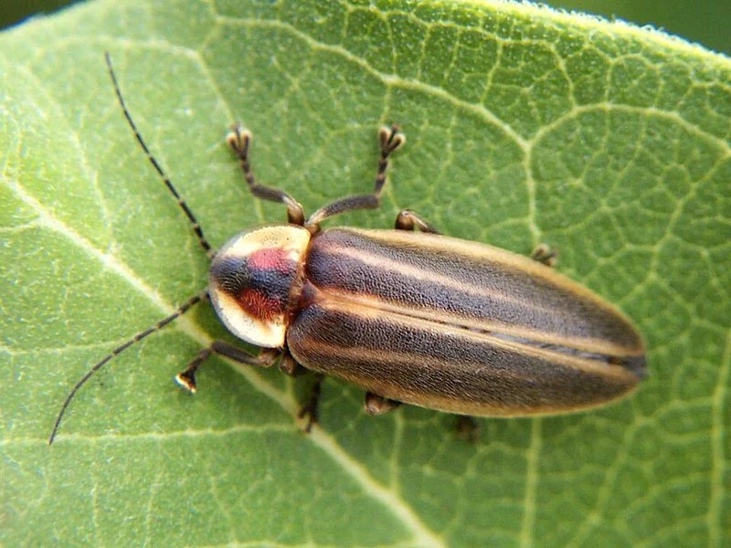 Luciérnaga Photuris sobre una hoja verde, el insecto terrestre que brilla en la oscuridad