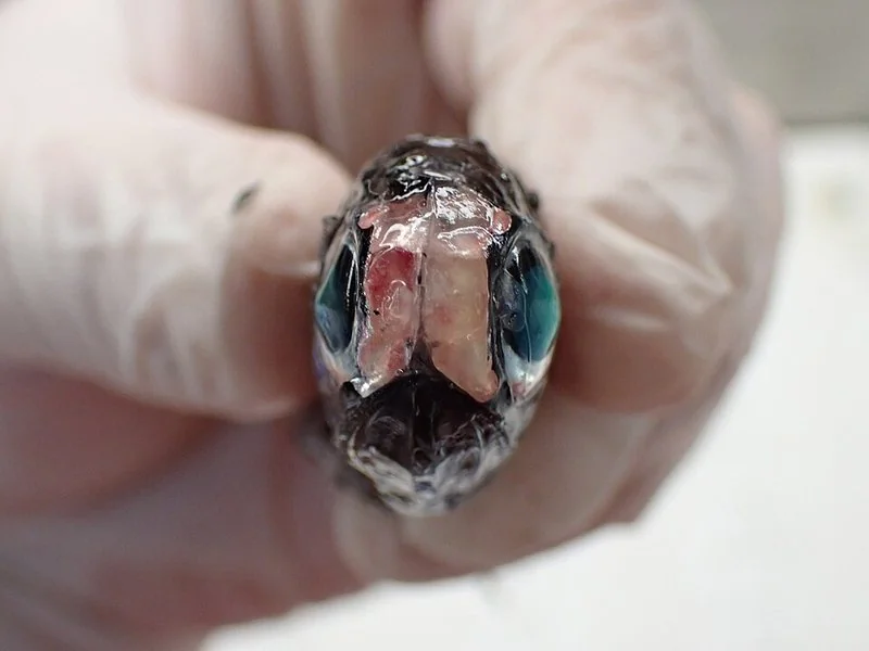 que animal brilla en la oscuridad, Pez linterna Diaphus effulgens visto de frente con sus órganos luminosos a modo de faros