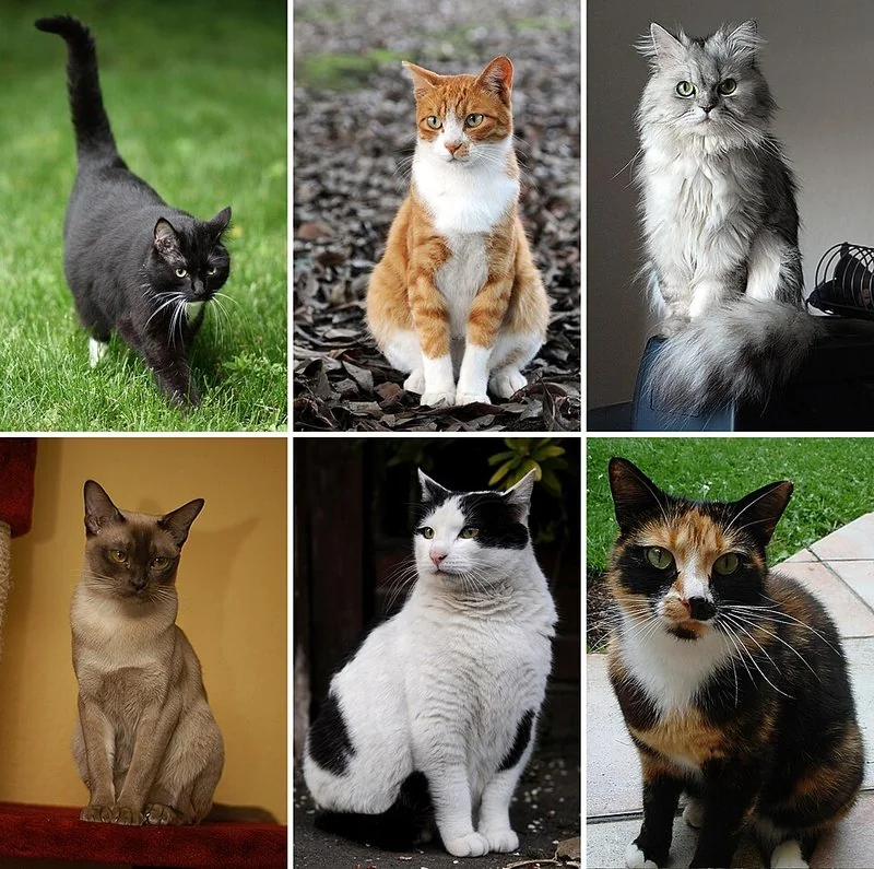 que animal bufa, Collage de seis gatos de distintos pelajes, entre ellos uno negro agazapado
