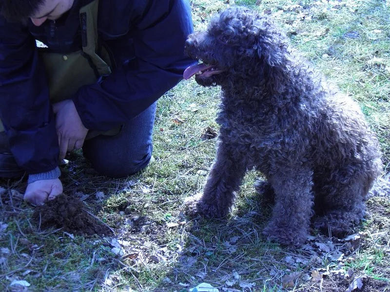 Lagotto romagnolo junto a un recolector que desentierra la trufa señalada bajo tierra