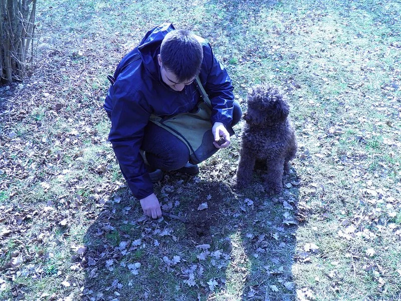 que animal busca trufas, Recolector agachado muestra la trufa encontrada por su lagotto en el bosque