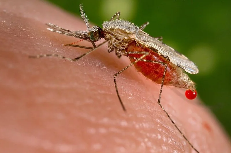 Mosquito Anopheles alimentándose de sangre humana, vector de la malaria