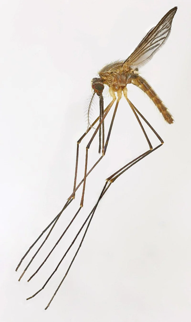 que animal causa mas muertes al año, Espécimen de mosquito Anopheles plumbeus fotografiado en Gales