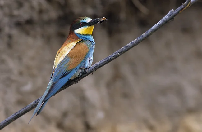 Abejaruco europeo posado en una rama con un insecto capturado en el pico