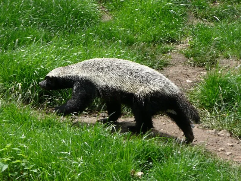 que animal come avispas, Tejón de la miel caminando entre la hierba, depredador de panales y avisperos