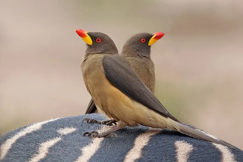 Dos oxpeckers de pico amarillo posados sobre el lomo de una cebra, limpiándola de garrapatas