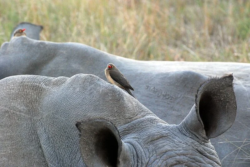 que animal come garrapatas, Oxpecker de pico rojo posado sobre el lomo de un rinoceronte, del que extrae garrapatas
