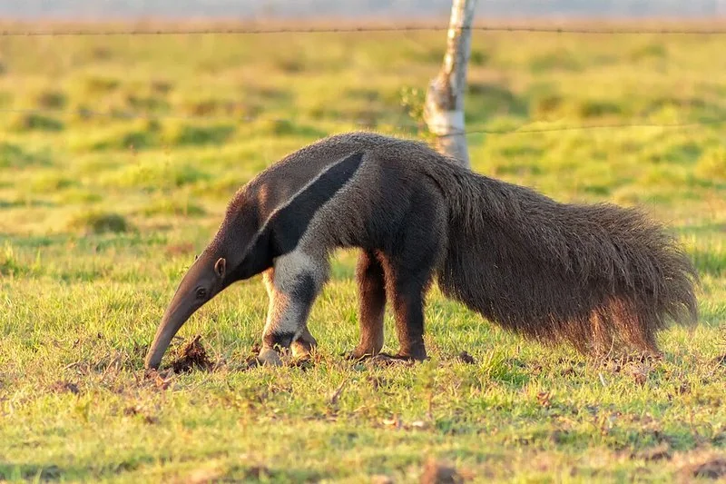 Oso hormiguero gigante forrajeando en sabana al atardecer