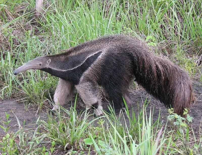 que animal come hormigas, Oso hormiguero gigante entre hierba alta con cola de pelo largo