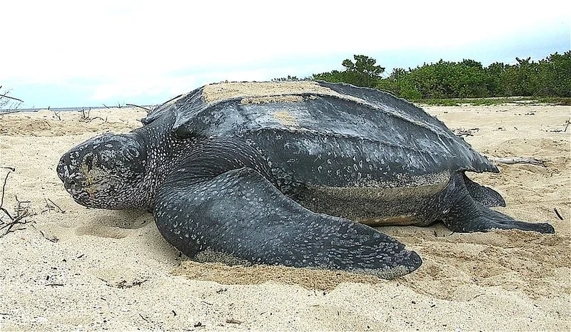 Tortuga laúd, gran depredadora de medusas, descansando sobre la arena de la playa