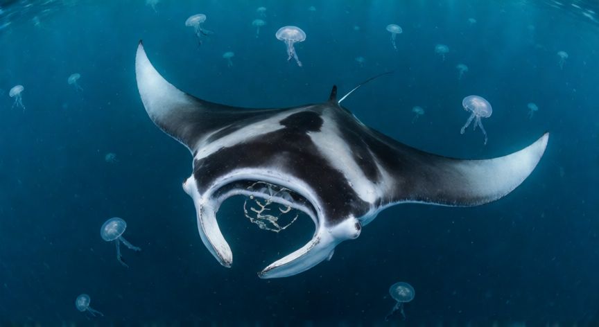 que animal come medusas, Raya manta alimentándose de plancton y medusas en el mar