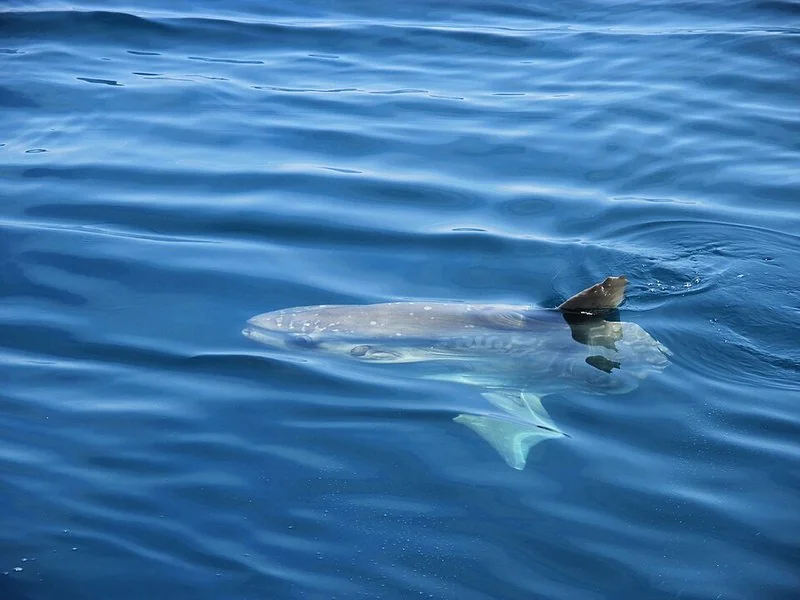 que animal come medusas, Pez luna Mola mola, pez óseo más pesado, nadando en superficie entre aguas azules