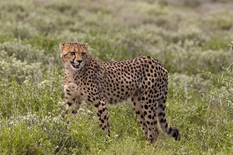 que animal corre mas rapido, Guepardo sudafricano de pie entre la vegetación de la sabana, cuerpo esbelto
