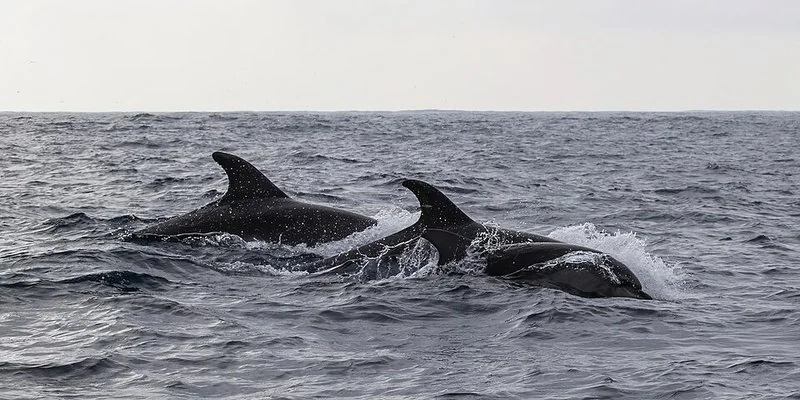 que animal duerme con un ojo abierto y otro cerrado, Delfines mulares nadando en mar abierto cerca de Sagres, con aletas y lomos emergiendo