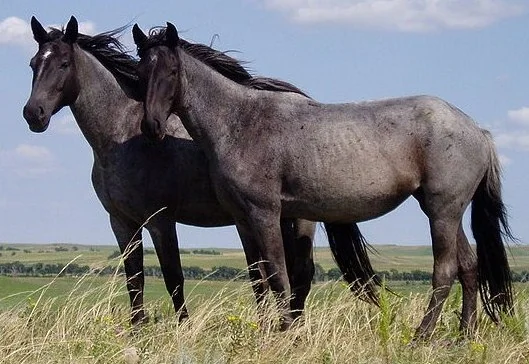 que animal duerme de pie por supervivencia, Dos caballos salvajes en pie, en guardia, pradera abierta al amanecer