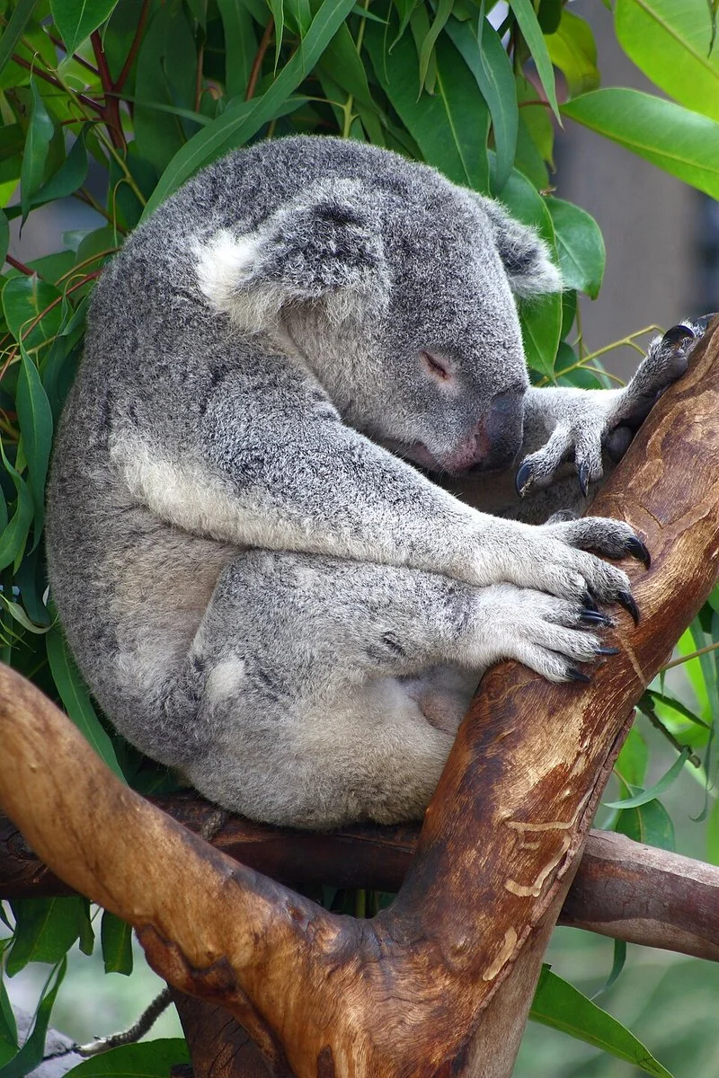 que animal duerme mas horas al dia, Koala durmiendo enroscado sobre una rama, con los ojos cerrados