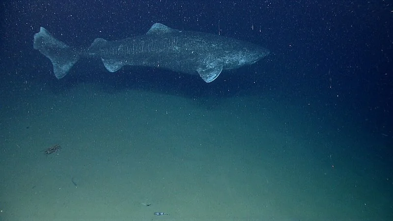 Tiburón de Groenlandia nadando en penumbra sobre el fondo marino ártico