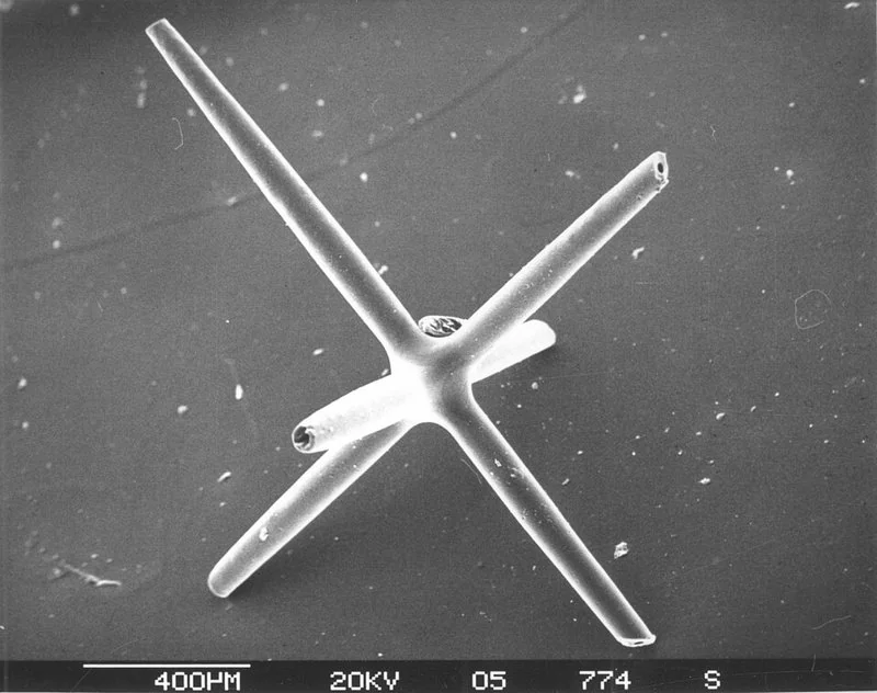 que animal dura mas años, Espícula de sílice de esponja de cristal fotografiada al microscopio electrónico