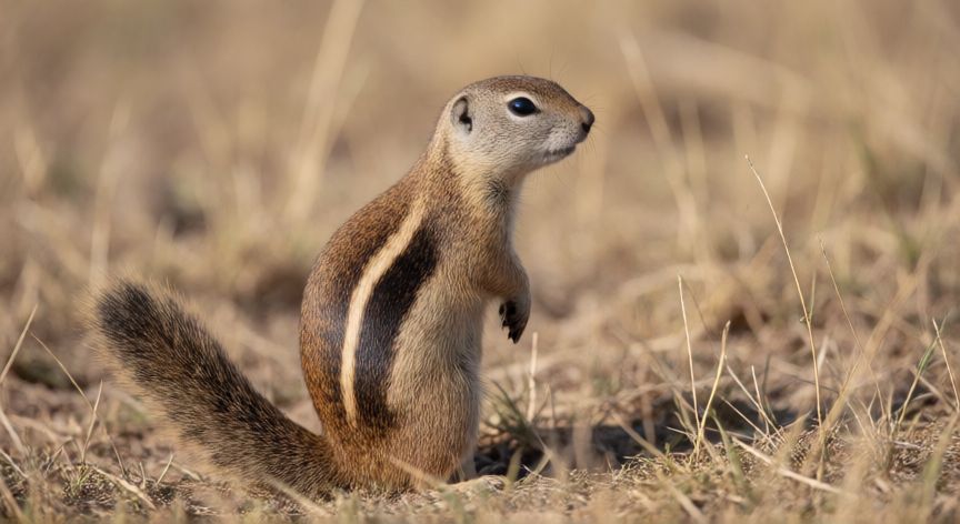 que animal empieza por x, Xerus o ardilla marmoteada de pie en su habitat natural
