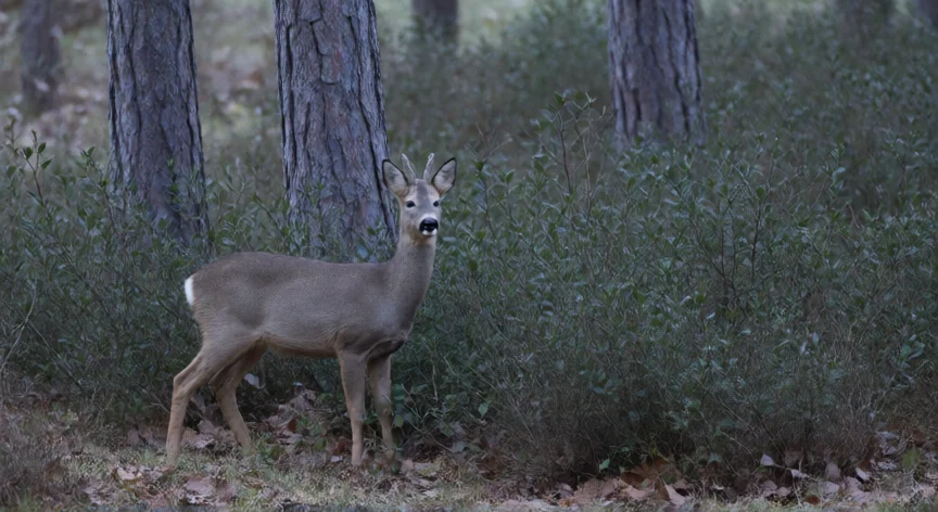 que animal es bambi, Corzo europeo en un bosque denso con iluminación natural difusa