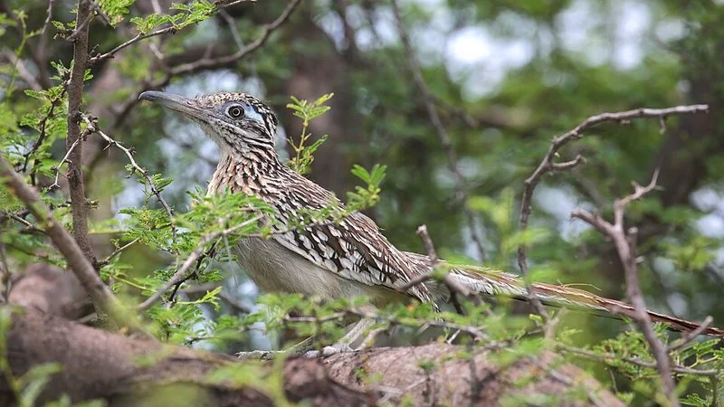 que animal es el correcaminos, Correcaminos norteño entre vegetación espinosa con plumaje jaspeado