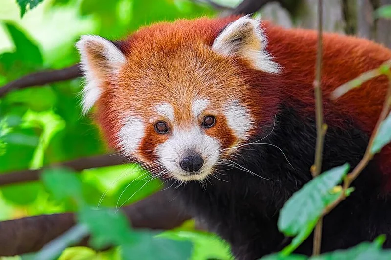 que animal es el maestro shifu, Primer plano de un panda rojo entre el follaje verde, el pelaje rojizo y blanco de Shifu