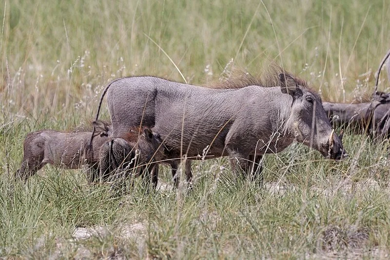 que animal es pumba, Hembra de facóquero común amamantando a sus crías entre la hierba alta