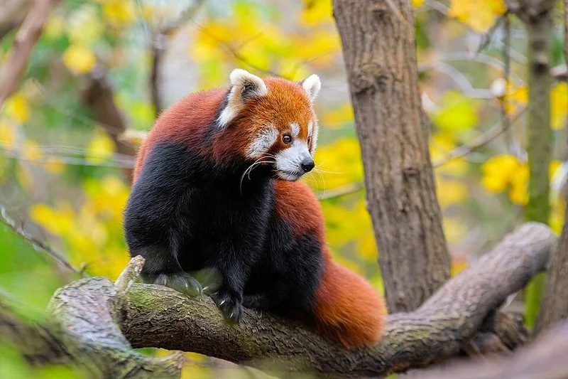 que animal es shifu de kung fu panda, Panda rojo sentado en una rama, de pelaje rojizo y patas oscuras