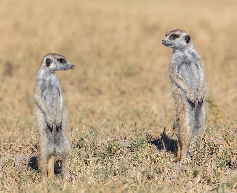 que animal es timon, Dos suricatos en vigilancia sobre la sabana, Botsuana