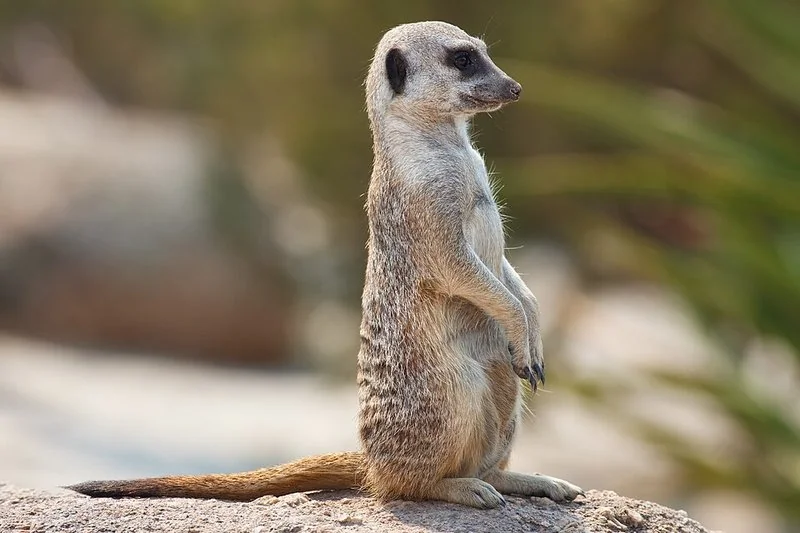 que animal es timon, Suricato erguido sobre roca, postura de centinela