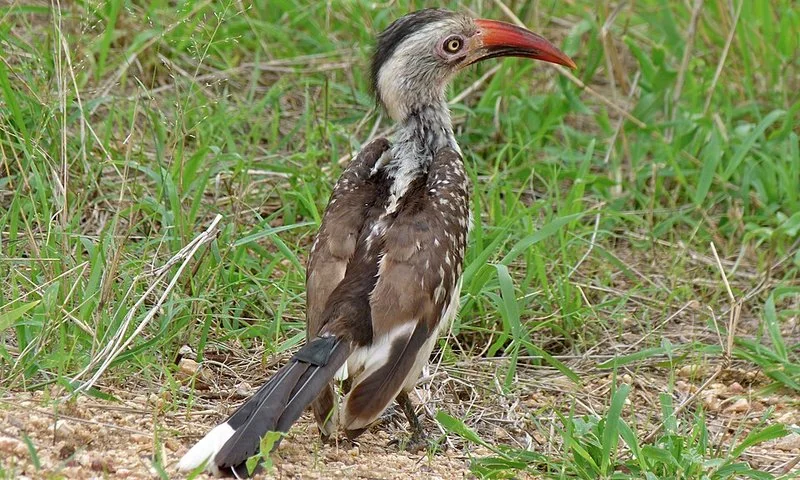 que animal es zazu, Bucero de pico rojo (Tockus erythrorhynchus) en el suelo, con su característico pico rojo curvado