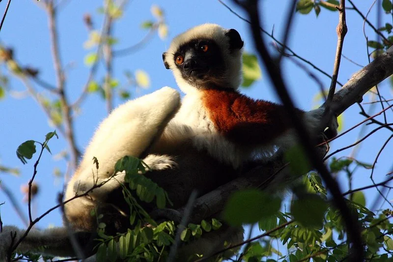 que animal es zoboomafoo, Sifaka de Coquerel de pelaje blanco y castaño descansando entre ramas