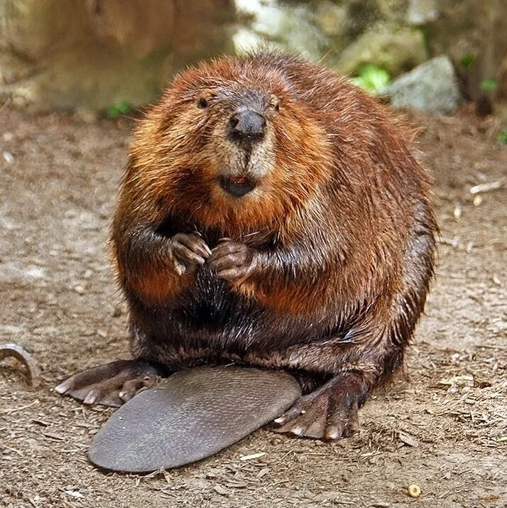 que animal farmea madera en ark, Castor americano real, inspiración del Castoroides de ARK junto a su presa en el río