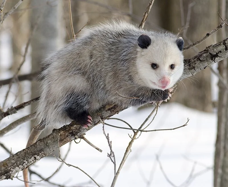 que animal finge estar muerto, Zarigüeya de Virginia encaramada a una rama en un bosque nevado