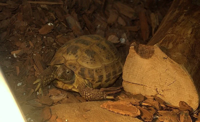 que animal fue a la luna, Tortuga esteparia rusa, Testudo horsfieldii, especie de la misión Zond 5 lunar