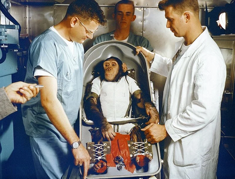 que animal fue al espacio, El chimpancé Ham en el sofá biopack para el vuelo suborbital Mercury-Redstone 2