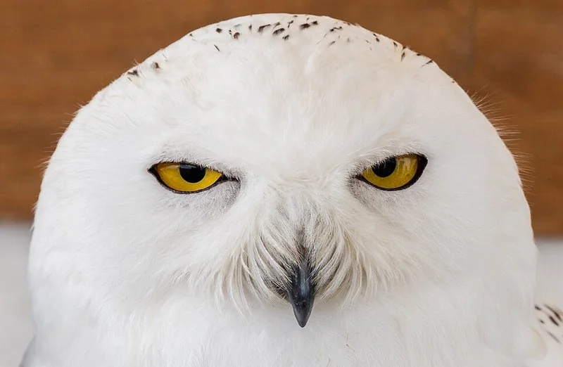 que animal gira la cabeza 360 grados, Primer plano del rostro de un búho nival, de plumaje blanco y ojos amarillos