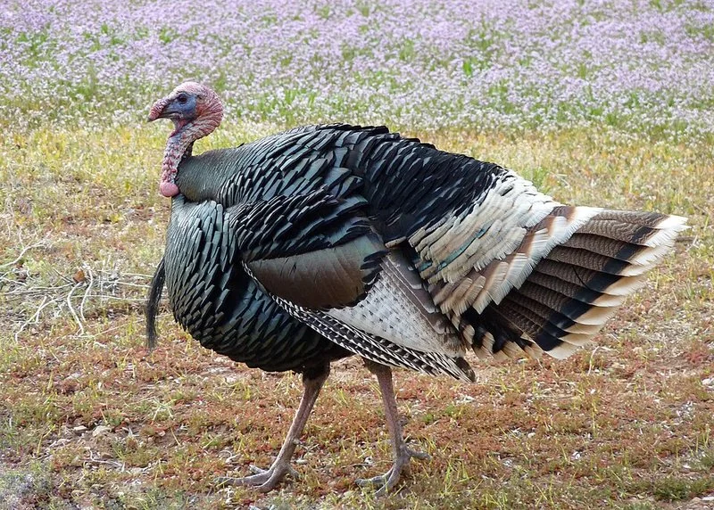 que animal gluglutea, Pavo macho salvaje de plumaje iridiscente y cola desplegada en un campo florido