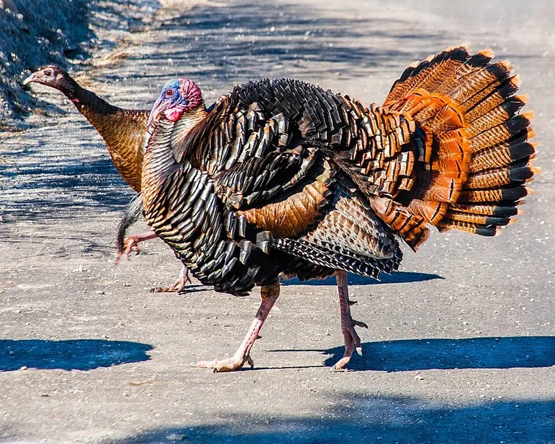 que animal gluglutea, Pavo glotón exhibiendo su cola en abanico junto a una hembra en un camino