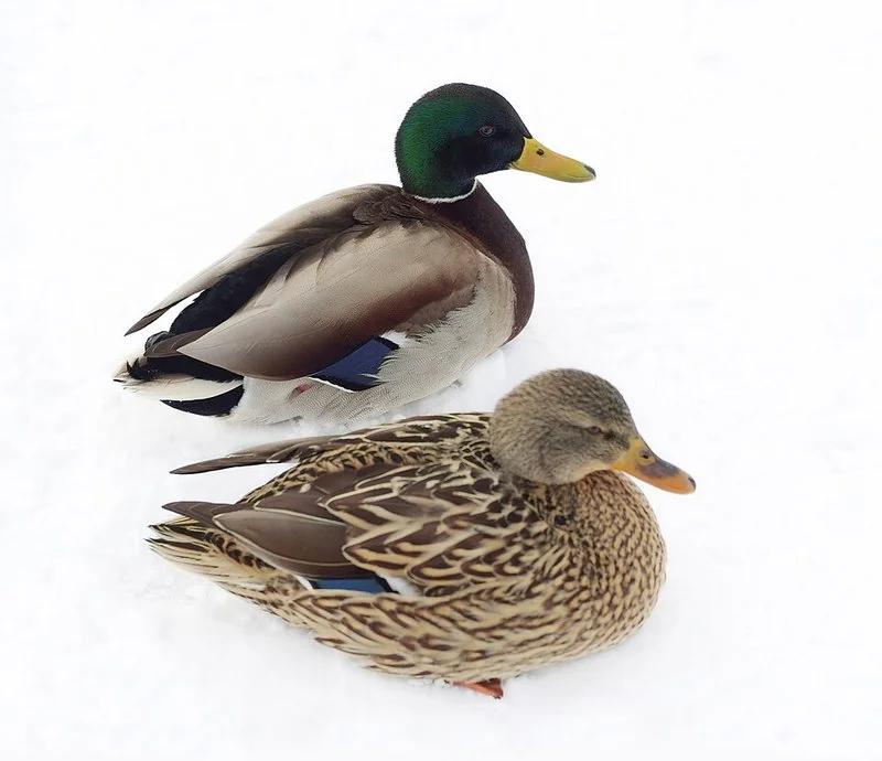 Pareja de patos reales sobre la nieve