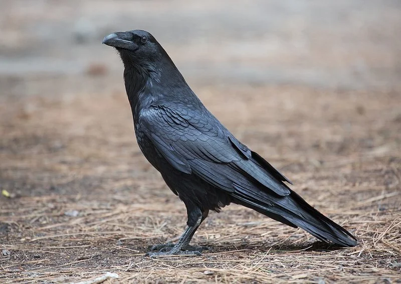 que animal grazna, Cuervo común graznando posado en el suelo del bosque