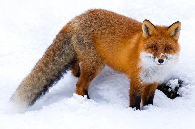 Zorro rojo en la nieve, especie nocturna cuyo grito se confunde con el de un humano