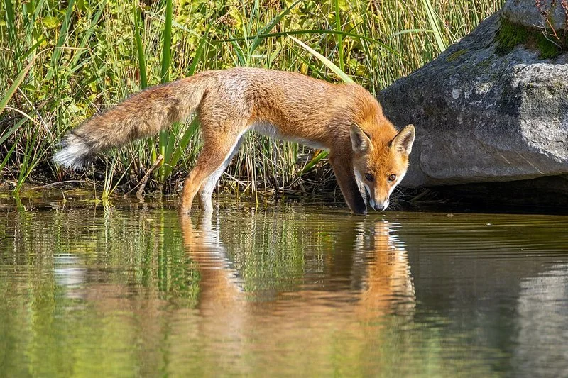 que animal grita como humano, Zorro rojo bebiendo en un lago urbano en Gennevilliers, Francia, hábitat de sus gritos nocturnos