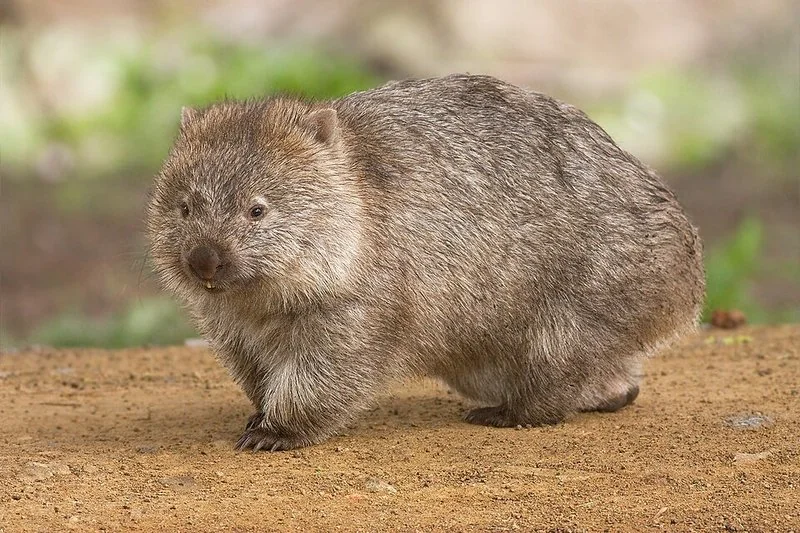 Wombat común caminando por el suelo del Maria Island National Park, Australia